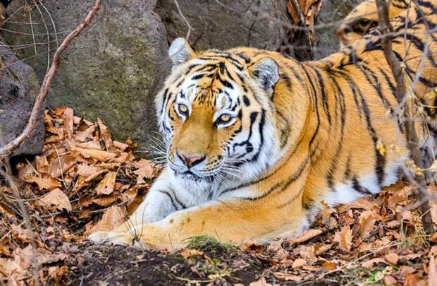 Тигры в Приморье перестанут нападать на людей и домашних животных