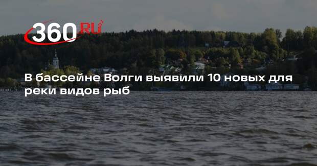 В бассейне Волги выявили 10 новых для реки видов рыб