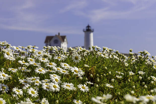 Nubble Light beyond the flowers. 🌞 by Ron Calder on 500px.com