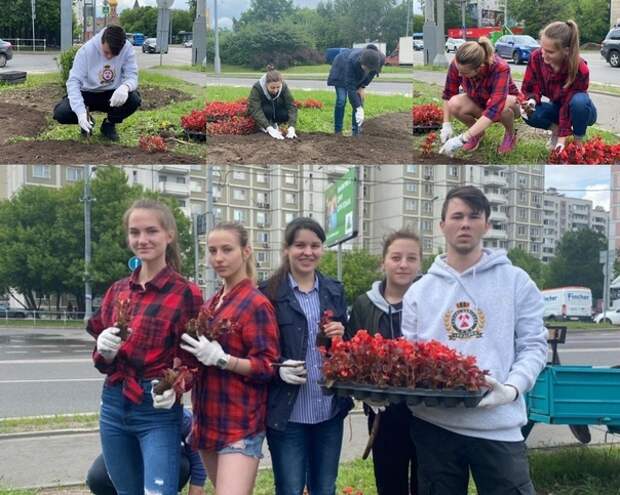 Фото дня: на Шереметьевской высадили бегонии