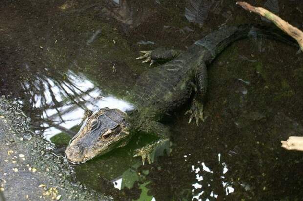 Тупорылый, или африканский карликовый крокодил (Osteolaemus tetraspis) животные, интересно знать, крокодил, факты