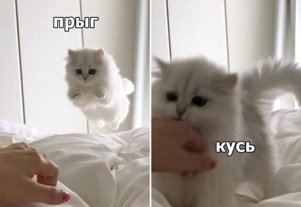 Смешные картинки с подписями 