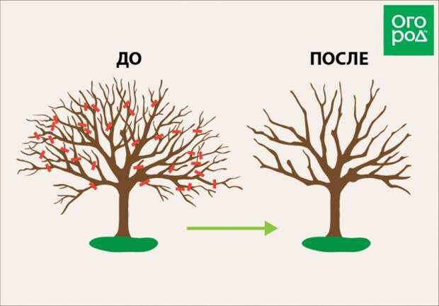 щадящая омолаживающая обрезка