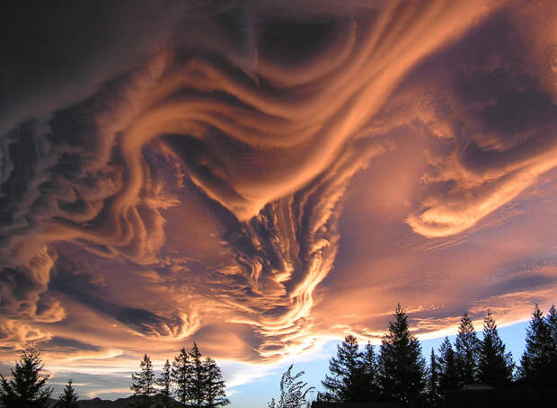 Шероховатые волны (Undulatus asperatus)