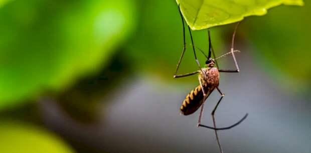 12-сантиметровый червь вырос в щеке россиянки после укуса комара