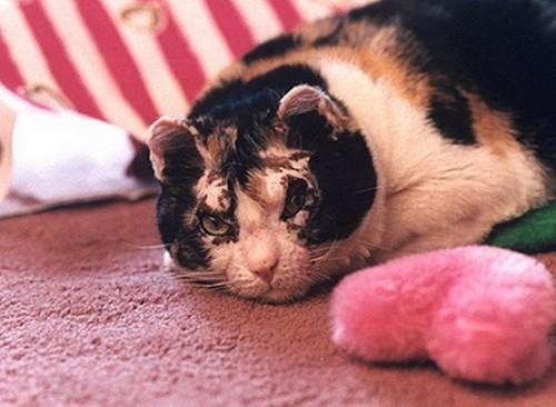 Кошка вынесла всех своих пятерых котят из пожара Кошка вынесла всех своих пятерых котят из пожара