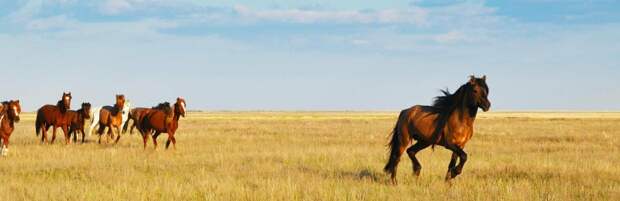 Как не отравиться на Наурыз, рассказали санврачи Алматы