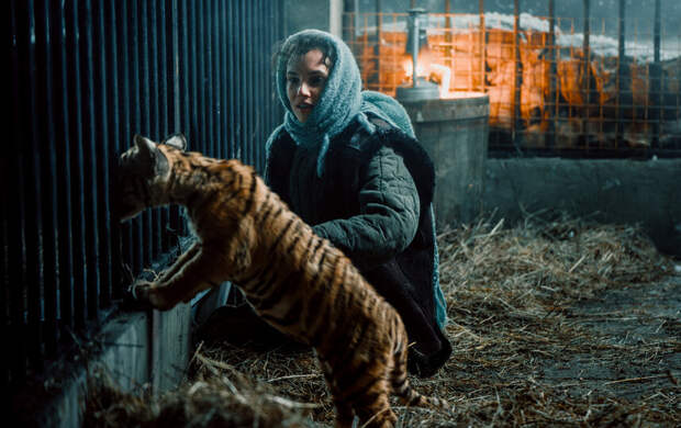 Питомцы «Дома тигра» стали кинозвёздами