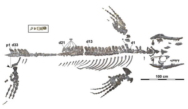 Скелетные остатки Megapterygius wakayamaensis