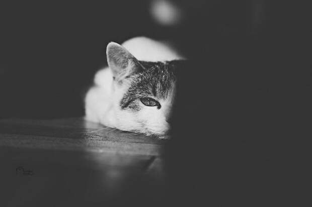 Кошачий мир Monika Małek