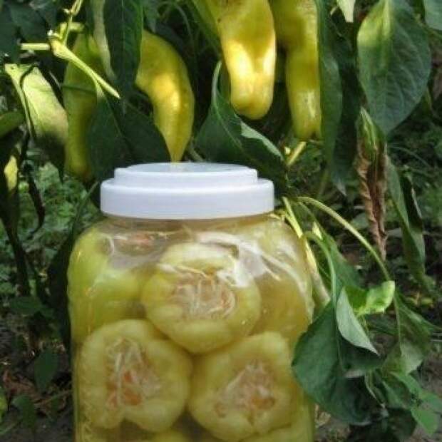 Фаршированный перец на зиму, с морковью и капустой