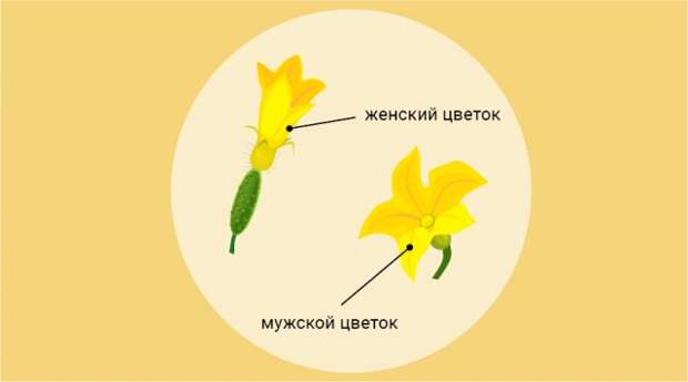 мужской и женский цветки огурцов