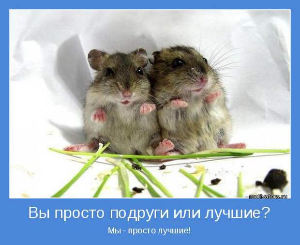 Настоящая женская логика — кому веселье, а кому страдать (11 фото)