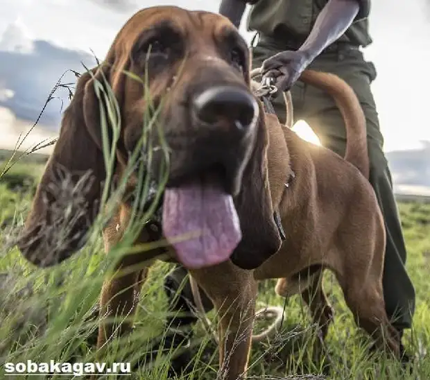 Бладхаунд собака. Описание, особенности, уход и цена бладхаунда