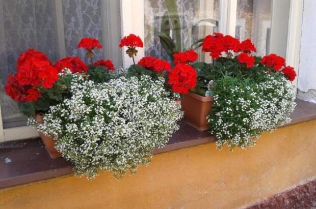В небольшой контейнер поместится две-три пеларгонии и три-четыре алиссума / Фото: cstor.nn2.ru В небольшой контейнер поместится две-три пеларгонии и три-четыре алиссума / Фото: cstor.nn2.ru