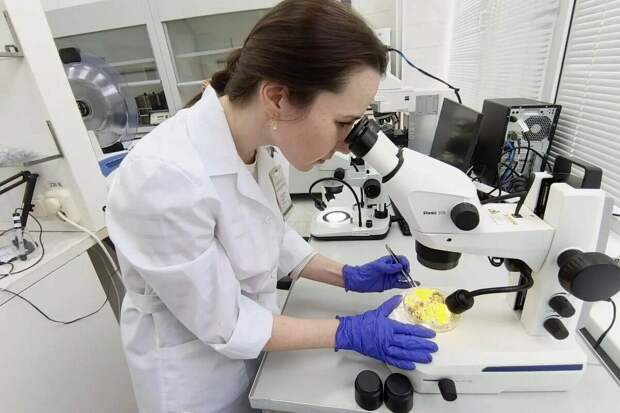 В РТ подтвердили фитосанитарную безопасность партии цветков бессмертника песчаного