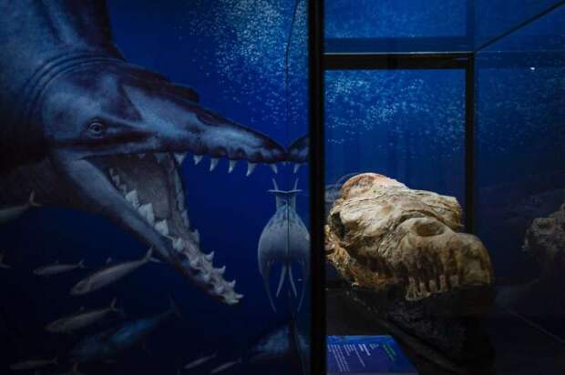В перуанской пустыне нашли череп базилозавра. Ему 36 миллионов лет
