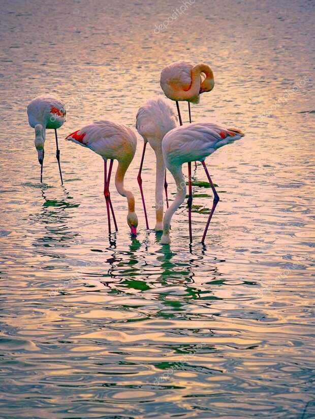 Картинки по запросу flamingos camargue