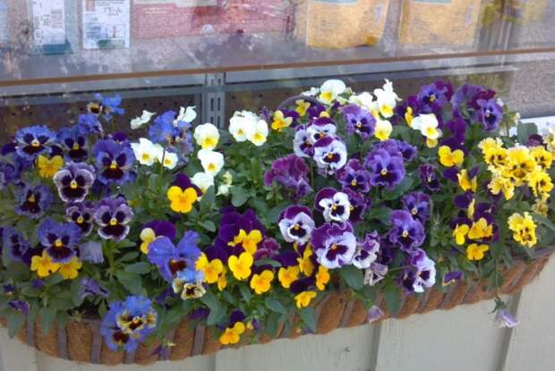 Анютины глазки можно сочетать как с более крупным цветами, так и растить самостоятельно / Фото: onepoundfish.net Анютины глазки можно сочетать как с более крупным цветами, так и растить самостоятельно / Фото: onepoundfish.net