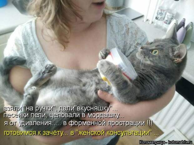 Лучшие котоматрицы недели (50 фото)
