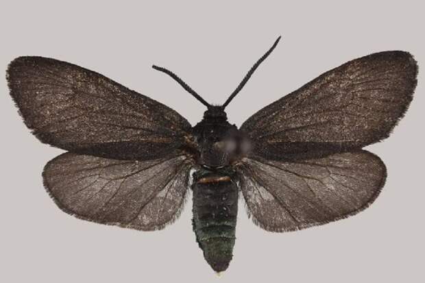 В Приморье ученые обнаружили новые для России виды бабочек