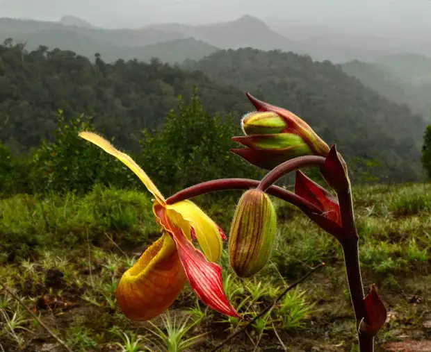 Орхидея (Phragmipedium lindleyanum)