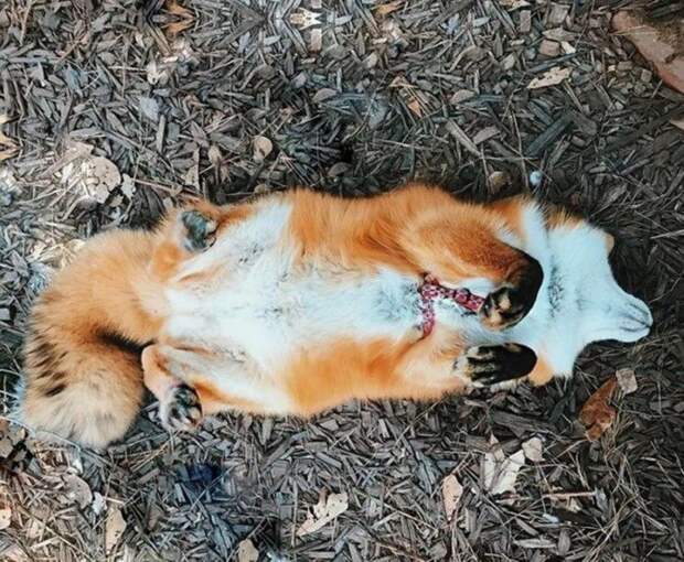 Самая популярная лиса в Instagram по кличке Джунипер