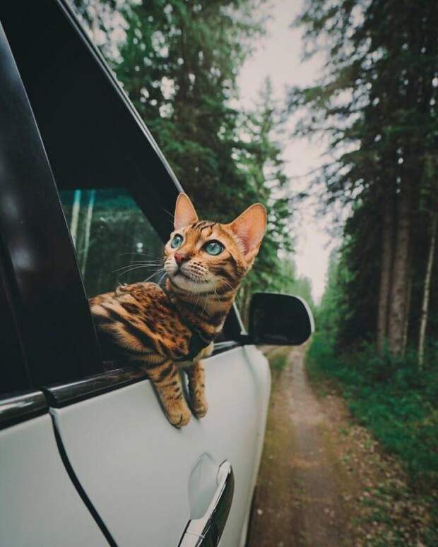 Сьюки — кот путешественник: Красивый кот на фоне красивых пейзажей