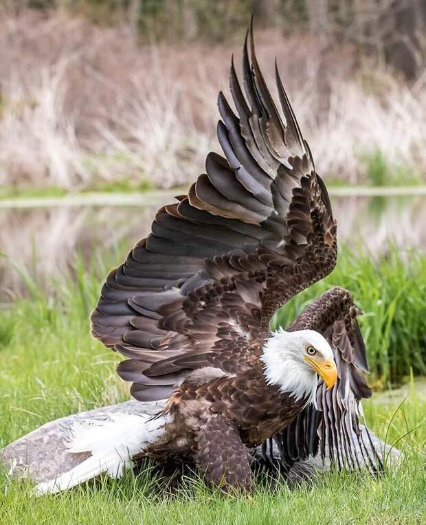 Удивительный фотоснимок, в котором громадный орёл во время своего полёта смотрит прямо в объектив камеры. Стив Биро, в мире, животные, красота, орел, природа, фото, фотограф