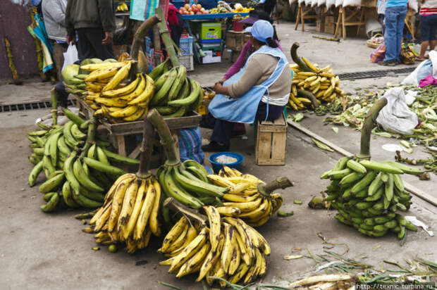 Вареные и копченые: почему в Венесуэле бананы считаются овощем, а не фруктом