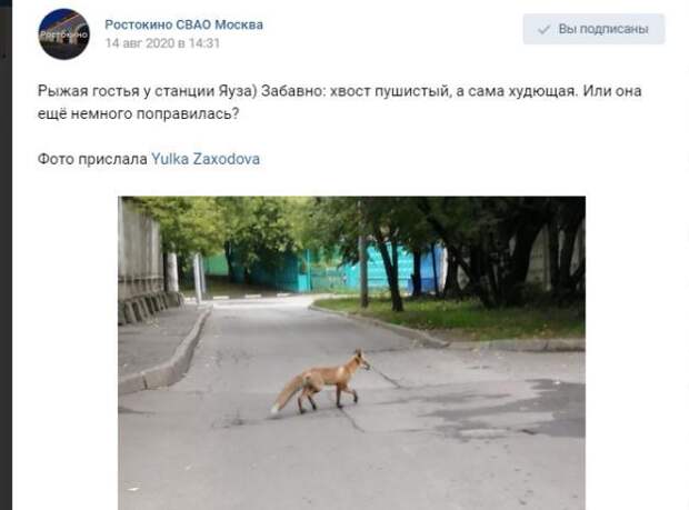 Фото дня: рыжая гостья у станции Яуза