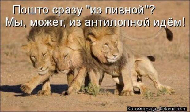 Свежая котоматрица (33 фото)