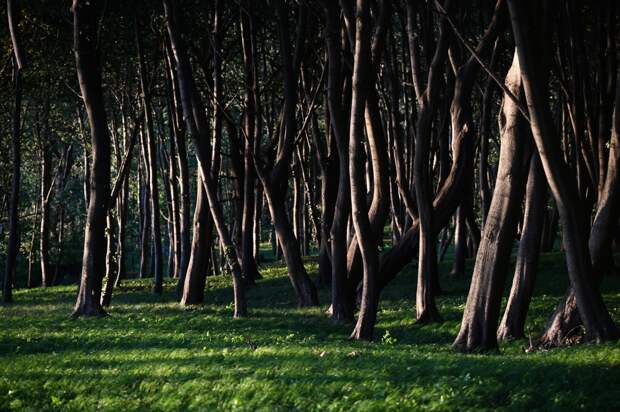 Парк Победы в российском городе завалило фекалиями
