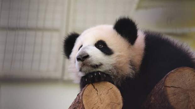 Панда Катюша из Московского зоопарка весит уже более 80 килограммов