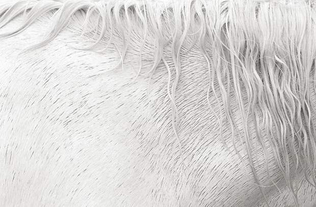 Белые лошади Камаргу. Фотограф Дрю Доггетт