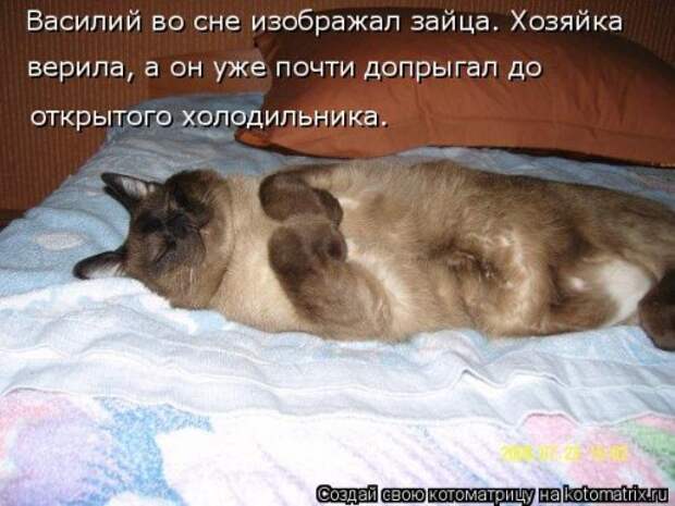 Новая котоматрица недели (39 фото)