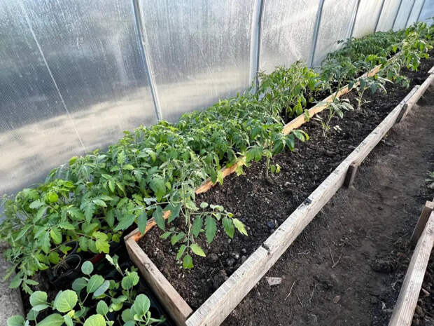 Первые 14 дней решают всё: что обязательно сделать с рассадой томатов, чтобы не остаться без урожая