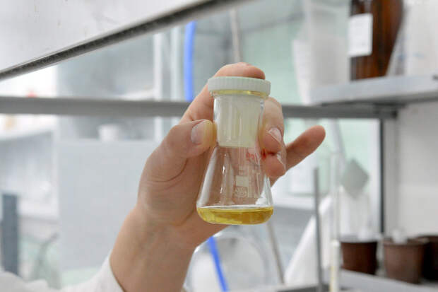 Ученые СО РАН разрабатывают уникальный препарат от ожирения и диабета из хвои и эфирных масел