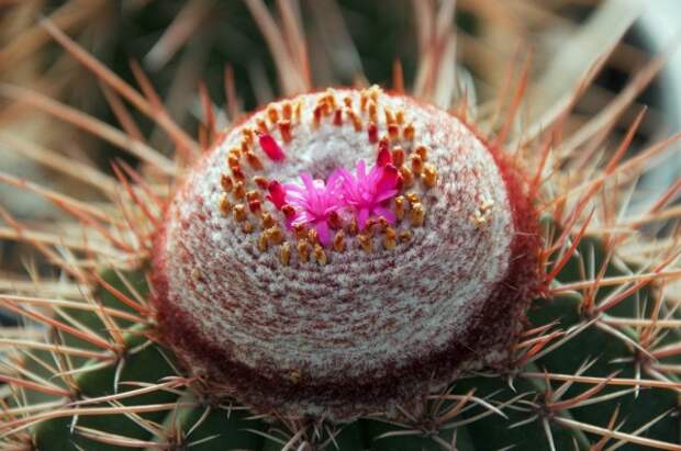 Мелокактус эрнести, или Бразильская турка шапка Кактус (Melocactus ernestii)