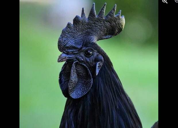 Редкая индонезийская декоративная порода кур