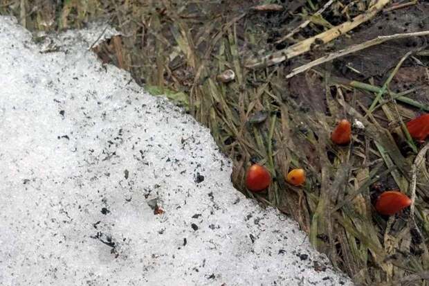 Первые цветы ожили в Новосибирской области