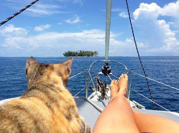 Фотография: Даже они на отдыхе, а ты нет: фотографии котиков, которые вызовут зависть №5 - BigPicture.ru