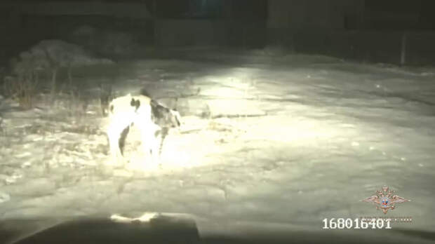 В Сибири полицейские вернули заблудившегося новорожденного телёнка домой сквозь лютый мороз