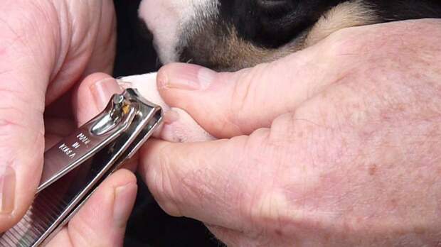 Как обрезать когти собаке: способы, инструменты, полезные советы