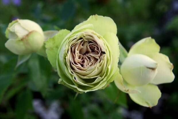 Роза «Лавли Грин» (Rose ‘Lovely Green’). © fotocommunity  📷 