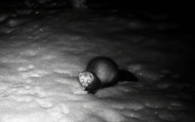 В Ленобласти лесной хорек пожертвовал сном ради поисков невесты