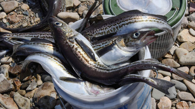 Новый старый вкус: как минтай делают национальным брендом России