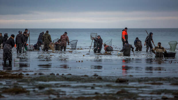 Море выбросило тонны сельди на Сахалине