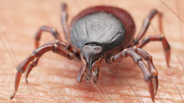 Терапевт Чечулина объяснила, как действовать в случае укуса клеща