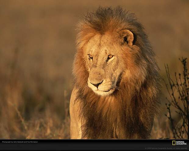 Большие кошки от National Geographic